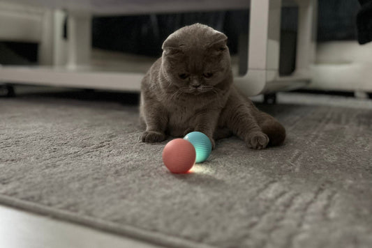 Cat Interactive Ball